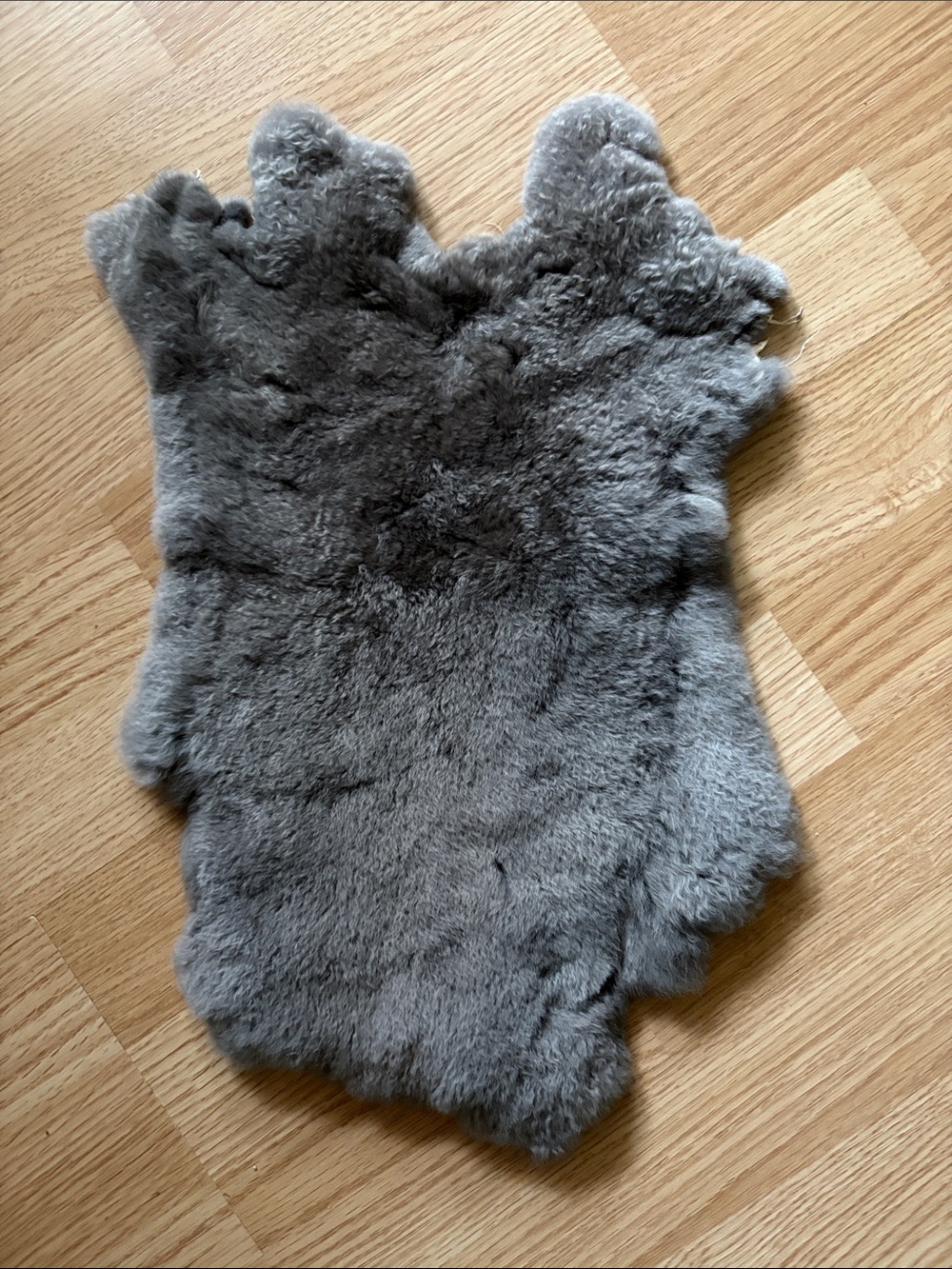 B0262 Rex rabbit hide